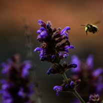 _DSC0942
