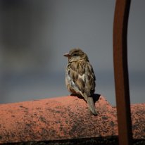 _DSC1254